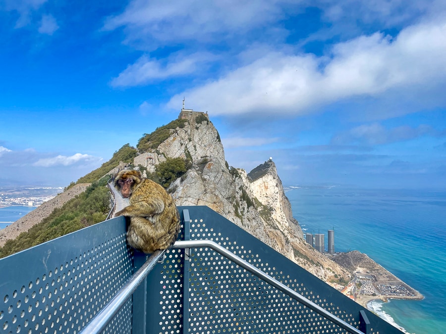 gibraltarska opica na ograji na vrhu Gibraltar Rock