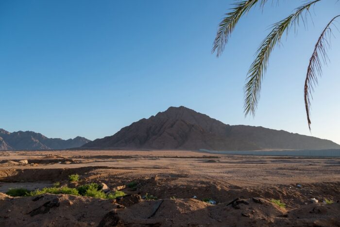 rjava gora Sinaj v ozadju, spredaj palma