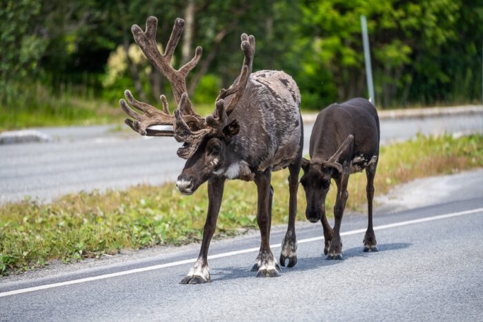Severni jeleni se sprehajajo kar po cesti - otok Kvaløya