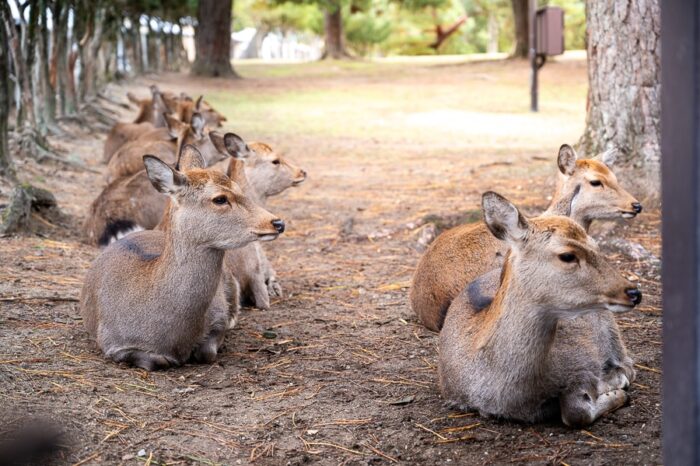 srne sedijo oz. ležijo v parku v mestu Nara, Japonska
