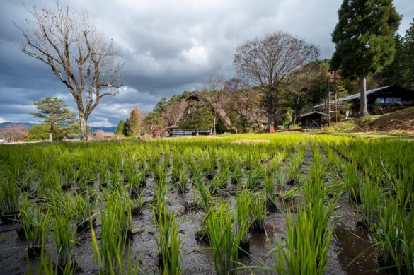 Nasad riža pred tradicionalno japonsko hišo