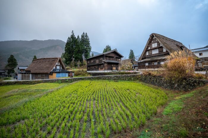 tradicionalna japonska hiša, krita s slamo, spredaj je riževo polje. Vas Ainokura, Japonska