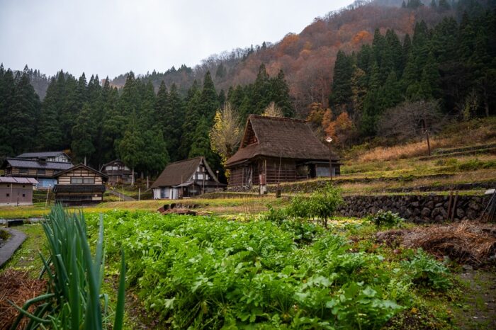Vrtiček pred eno izmed s slamo kritih hiš v vasi Ainokura