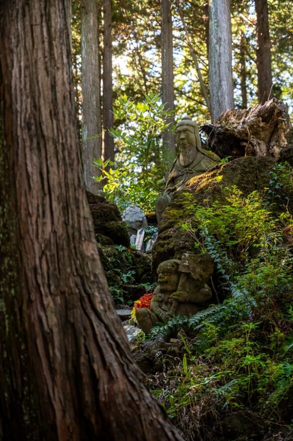 Japonski kipci v gozdu