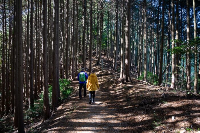 sprehajalci v cedrinem gozdu, Japonska