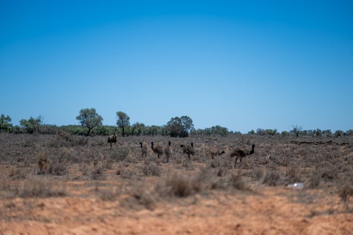 Družina emujev v parku Mungo