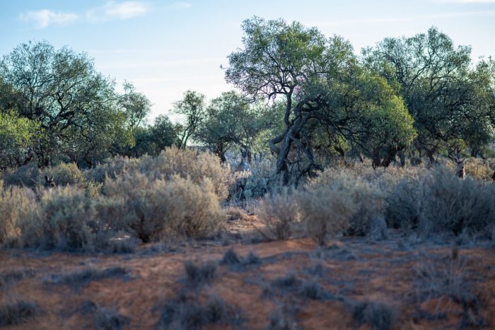 kenguruji v grmičevju avstralskega outbacka