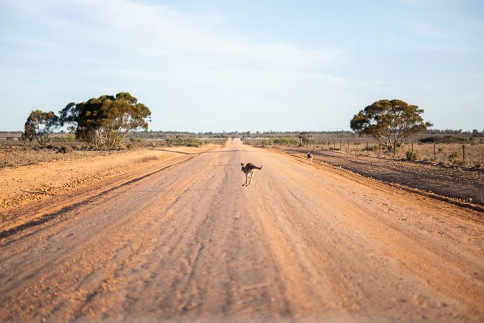 kenguru na prašni makadamski cesti