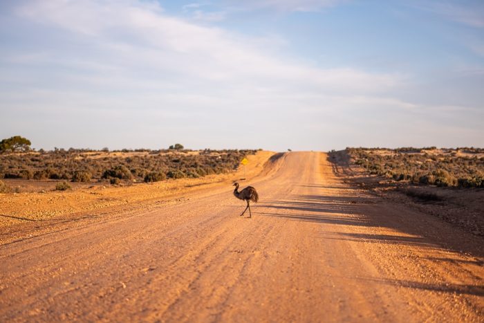 Emu na cesti proti Mungo NP