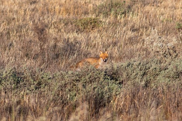 Avstralija Lahkih nog naokrog 2 © copyright – 234_ Lisica v visoki rjavi travi