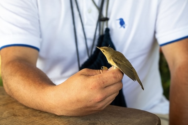 Obročkanje ptičev v Vodomčevem gaju