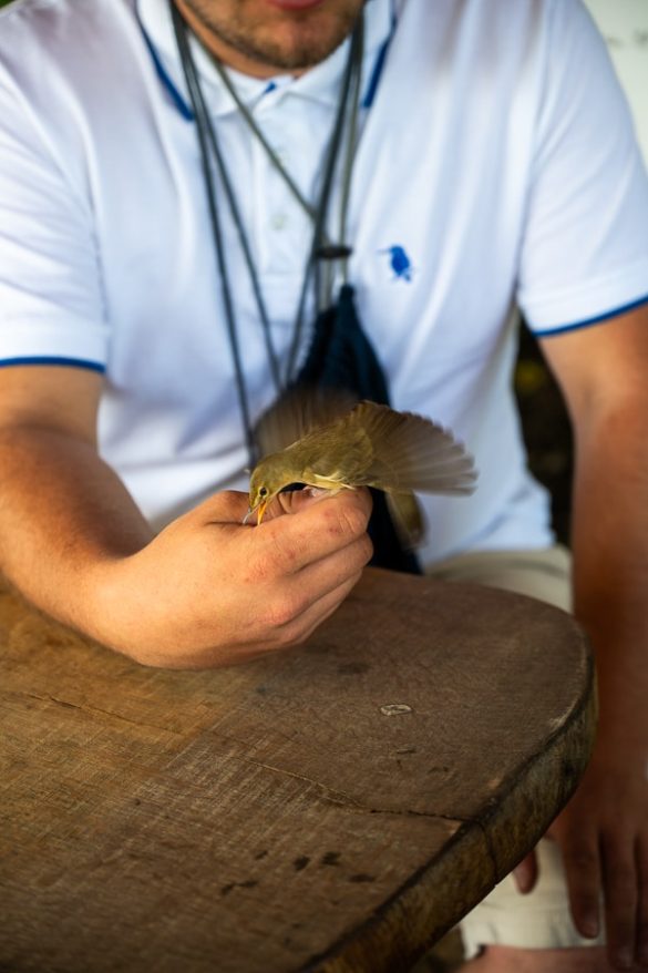 vodomcev gaj obrockanje Lahkihnog naokrog © copyright – 22_