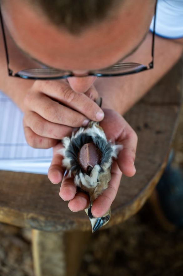 vodomcev gaj obrockanje Lahkihnog naokrog © copyright – 28_ gol trebuh ptice, ki ravno gnezdi