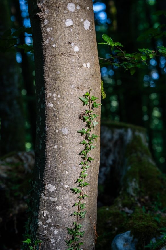 vodomcev gaj obrockanje Lahkihnog naokrog © copyright – 5_ bršljan na deblu bukve