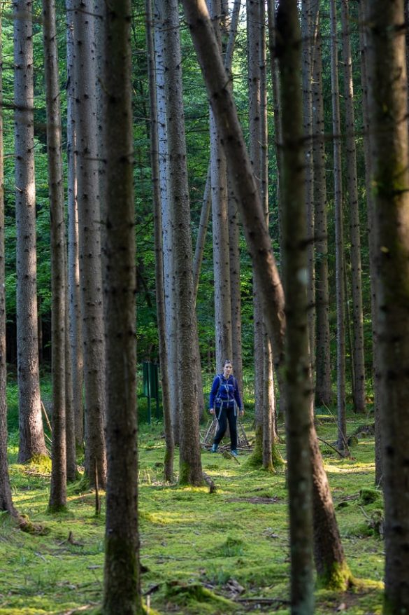 vodomcev gaj obrockanje Lahkihnog naokrog © copyright – 6_ ženska med debli visokih dreves
