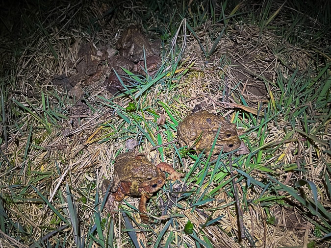 krastače v suhem listju