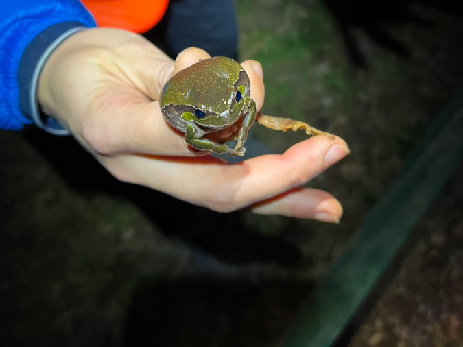žaba v rokah človeka