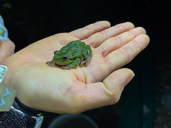 zeleb žaba na dlani