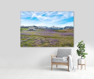 stenska slika: žafrani na veliki planini